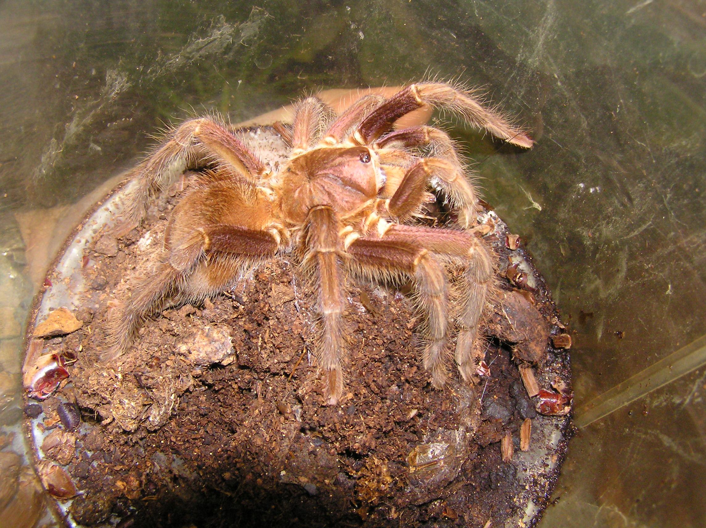 Phormictopus cancerides cancerides.JPG