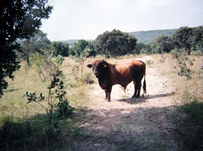 Tur domácí,San Francis,Zimbabwe.jpg