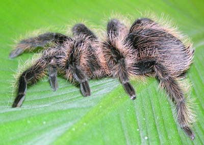 Brachypelma albopilosa.jpg