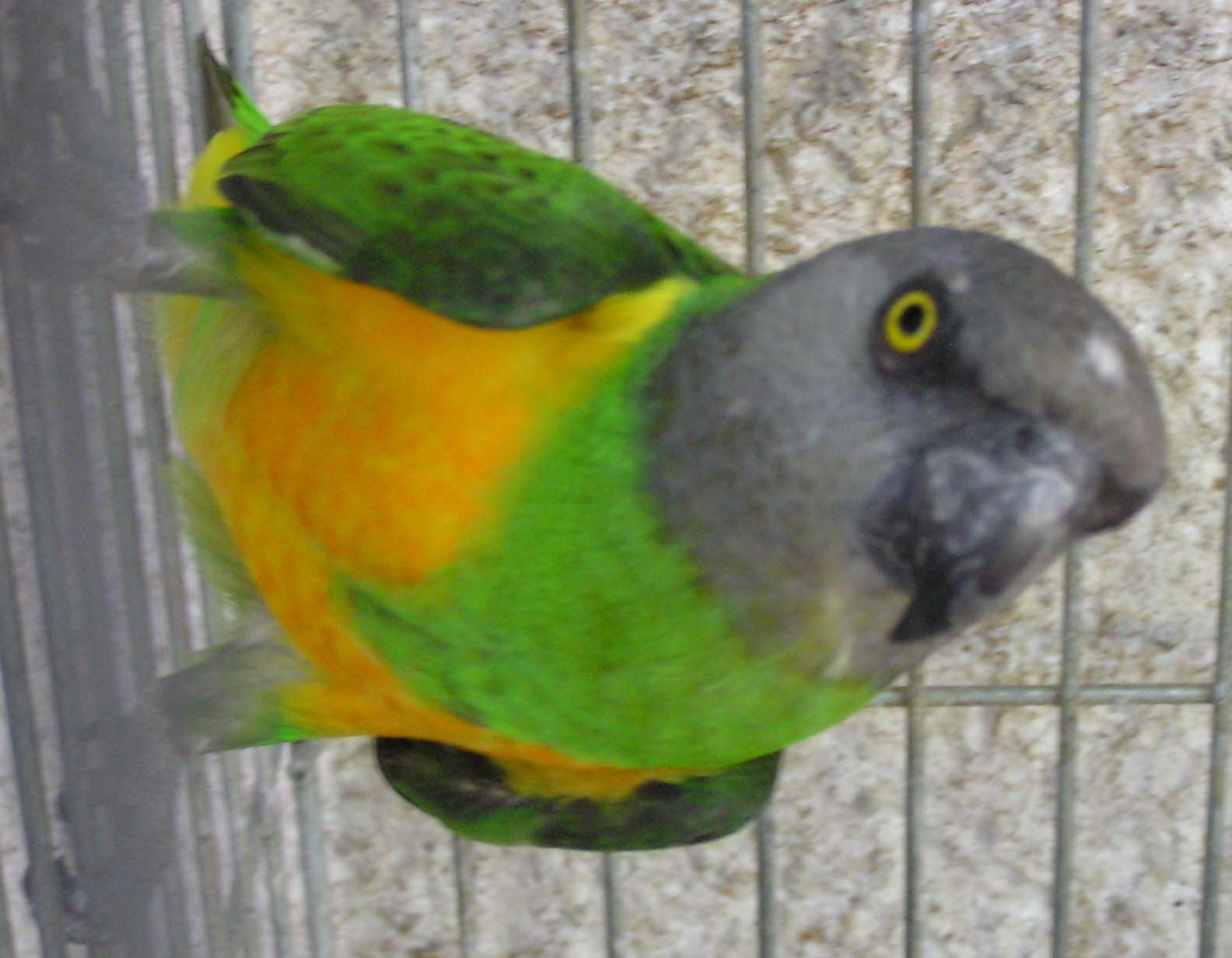 Papoušek senegalský,net.jpg