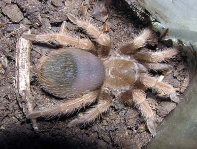 Brachypelma klaasi-mladý jedinec.jpg