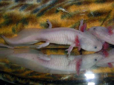Axolotl mexický-pár ve velikosti 15cm.jpg