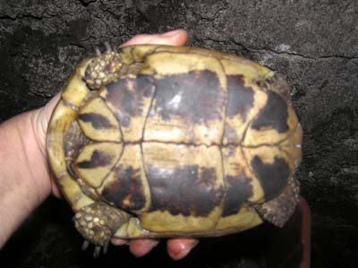 Testudo hermanni-plastron samice.jpg