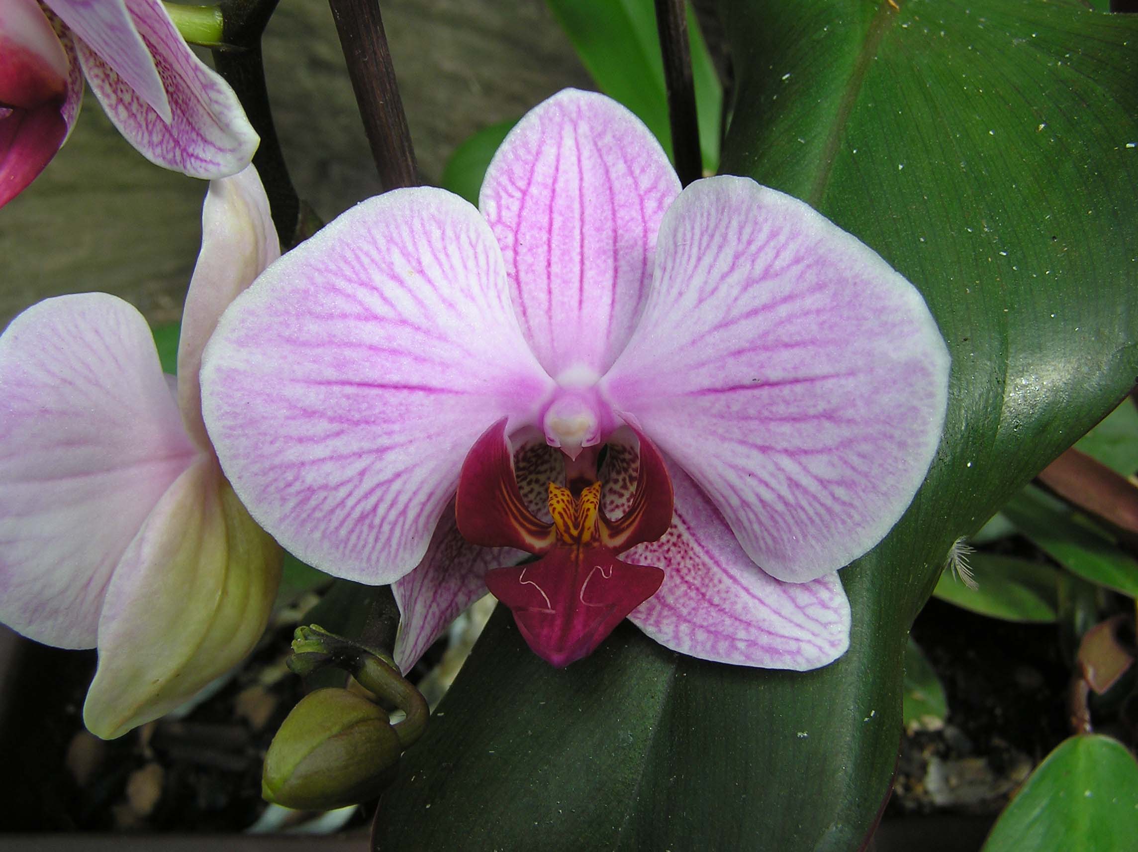 detail květu-Phalaenopsis.JPG