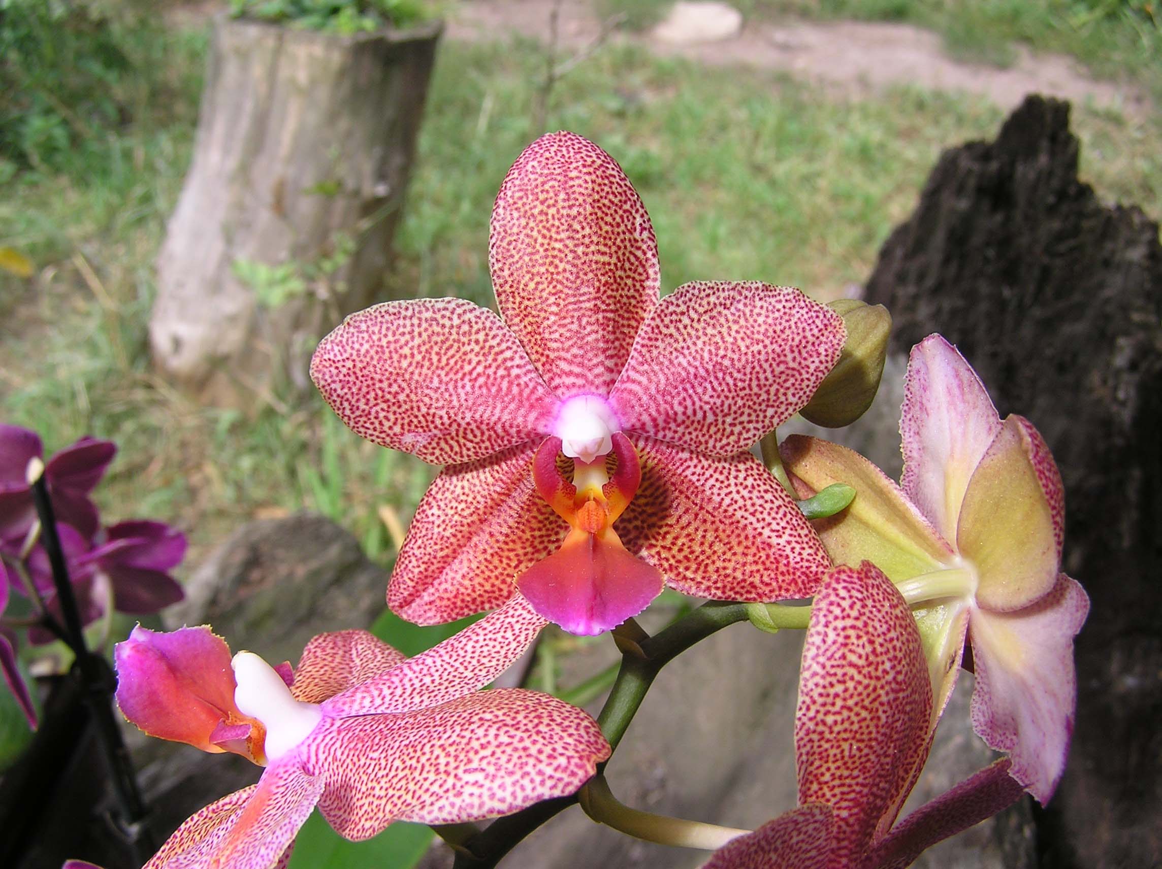 Květ-skvr.phalaenopsis.JPG