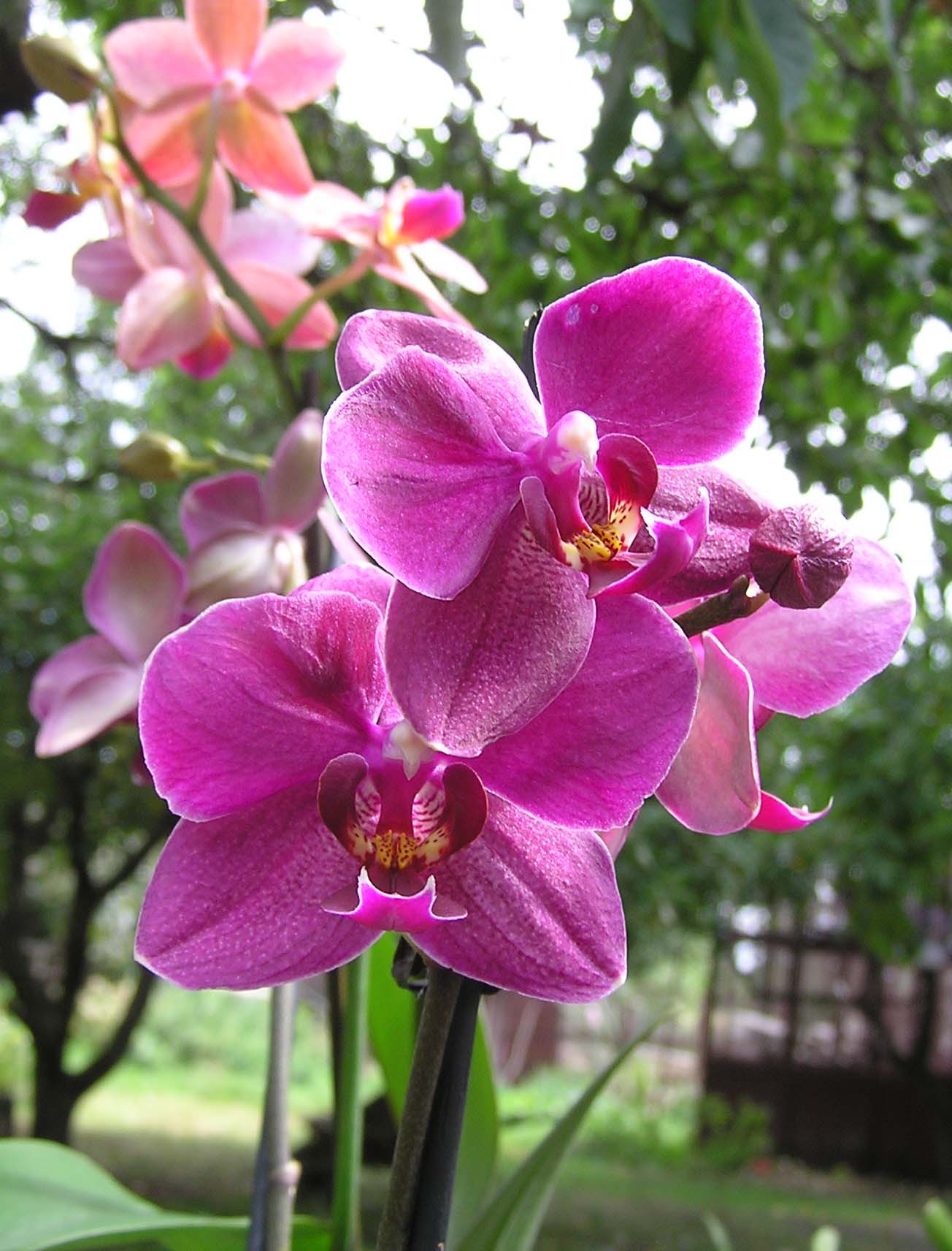 květ fialov.phalaenopsis.jpg