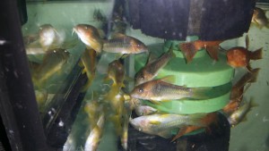 inzer-cory-melanotenia.jpg