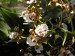 Oncidium-hybrid.JPG
